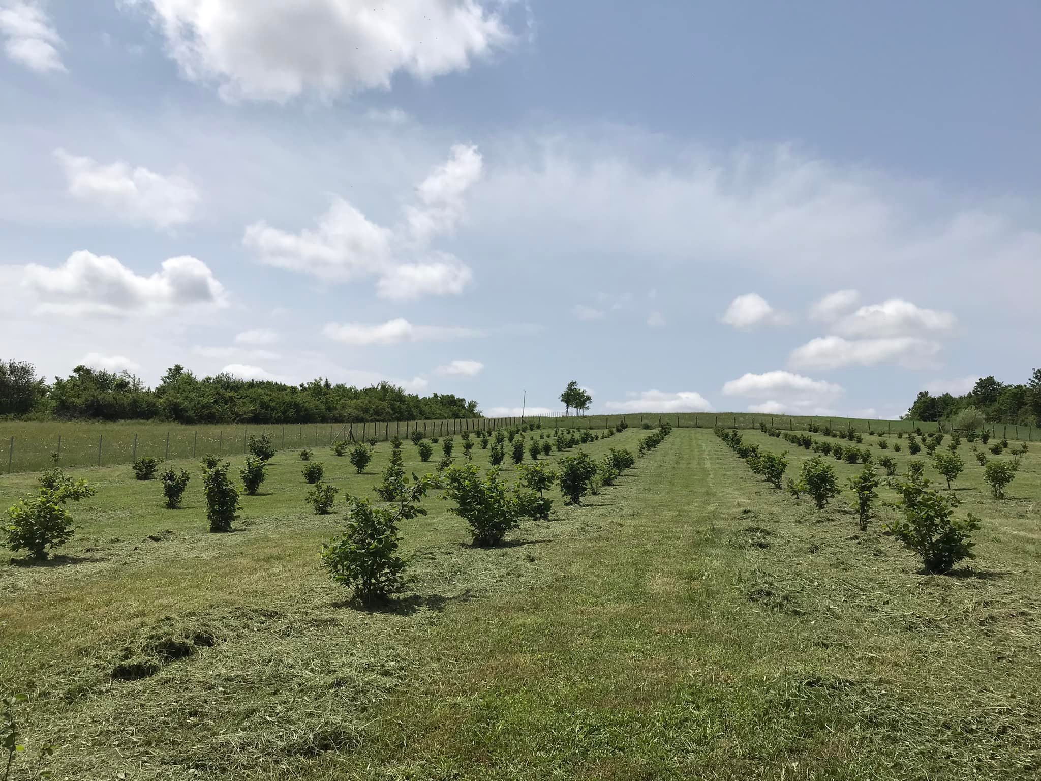 Prvi plodovi rada: Uspješna priča o plantaži lješnjaka mlade poduzetnice Ene Zolić plantaža