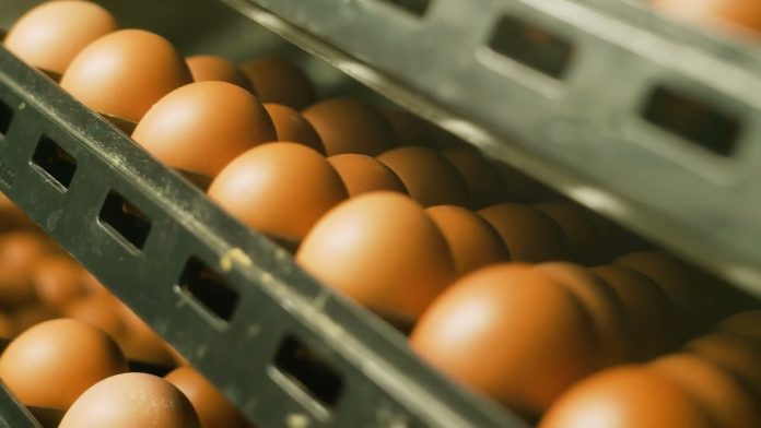 Bez GMO: 55 miliona Bingo jaja godišnje na tržištu Bosne 1734281119 Bez Gmo 55 Miliona Bingo Jaja Godisnje Na Trzistu Bosne
