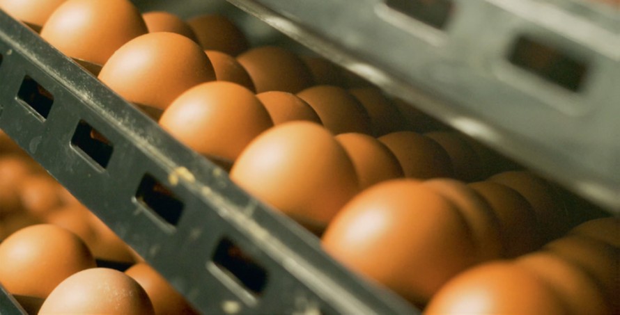 Bez GMO: 55 miliona Bingo jaja godišnje na tržištu Bosne i Hercegovine Bez GMO: 55 miliona Bingo jaja godišnje na tržištu Bosne i Hercegovine