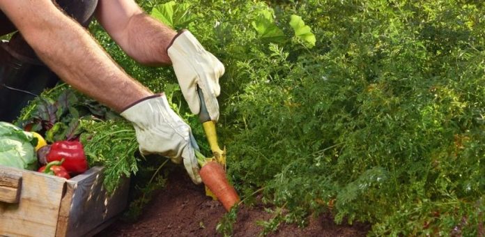 RS dobija 30,7 miliona eura za razvoj poljoprivrede